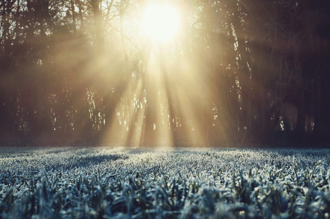 sun rays seen though forest in the winter time 