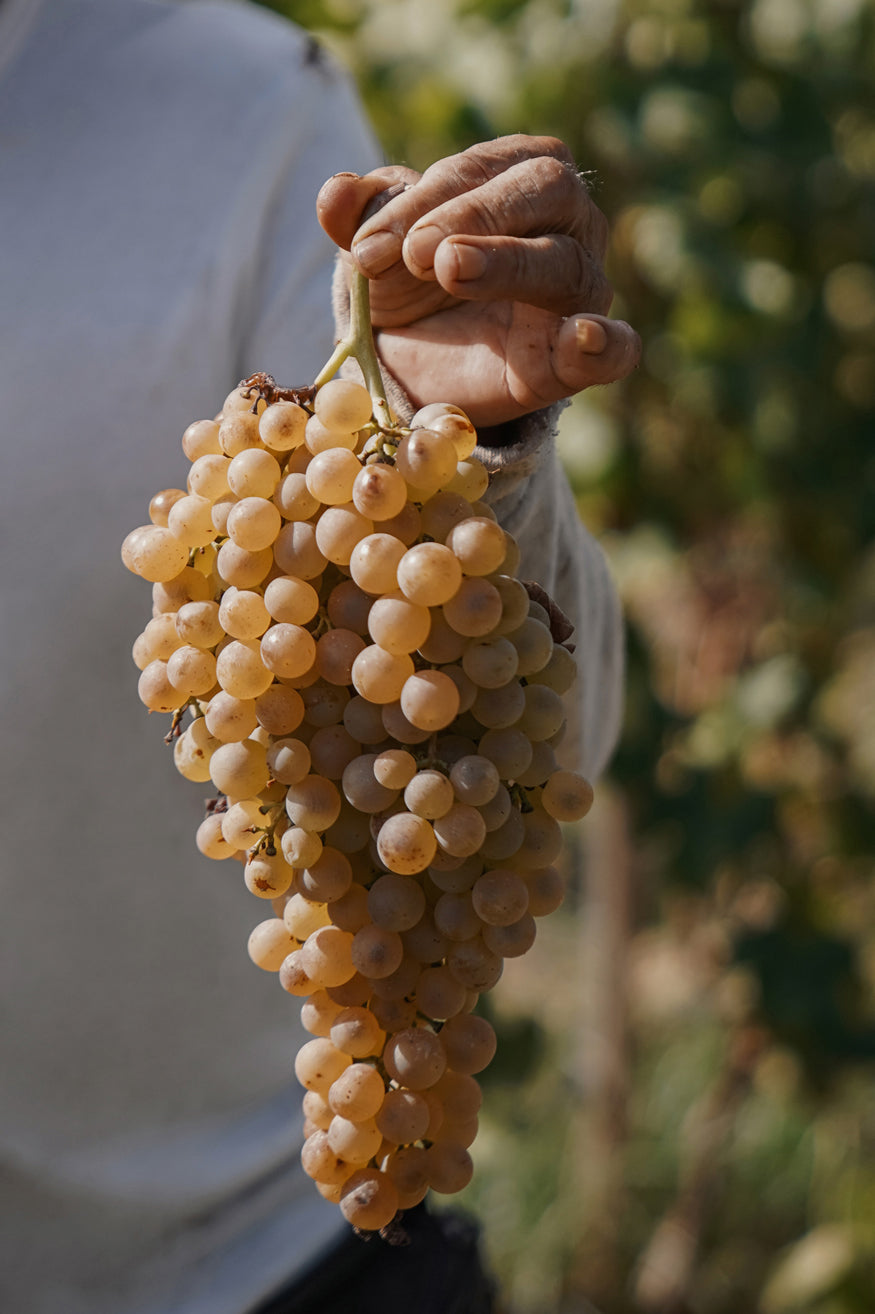 ripe grapes growing in vineyard at Son Brull Mallorca organic farm