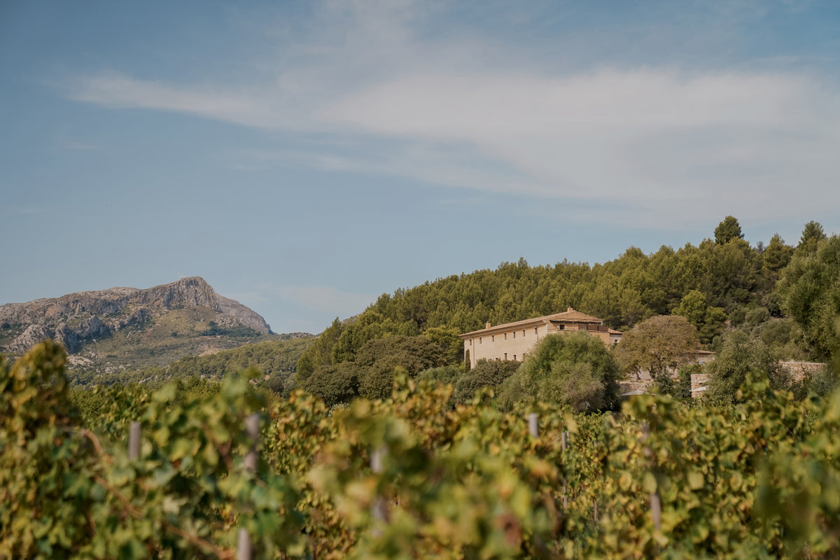 organic farm at Son Brull Mallorca with vineyards and olive trees