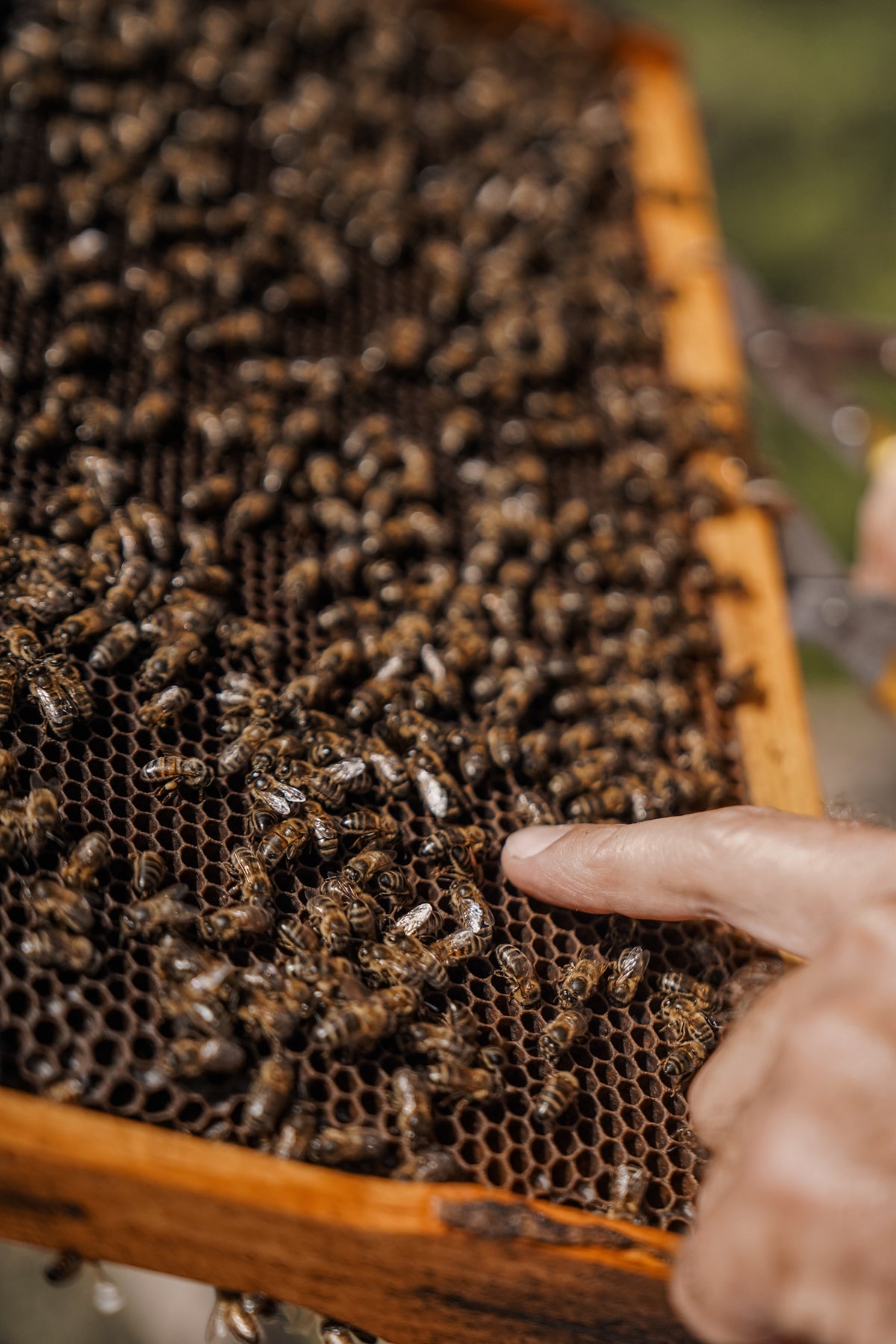 bees producing honey on natural honeycomb at Son Brull Mallorca Luxury boutique hotel farm 